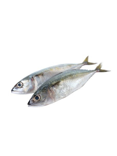 Mackerel whole (indus) -1kg