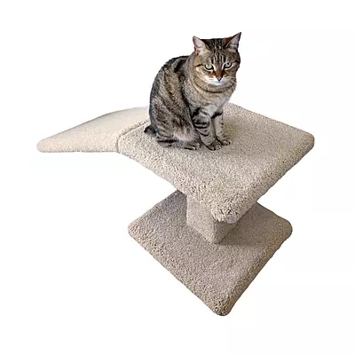 Scottish Fold - Ramp